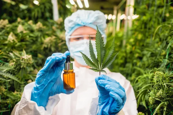 Cientistas "ressuscitam" enzimas antigas da cannabis com promessas médicas