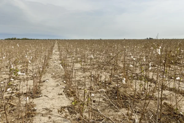 Um vírus devastador do algodão permaneceu indetectado nos campos dos EUA por quase 20 anos