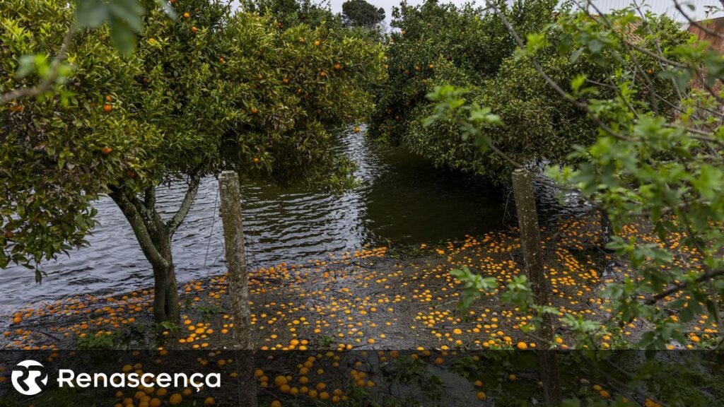Mau clima. Produtores solicitam "ações mais efetivas" e menos papelada nos auxílios.