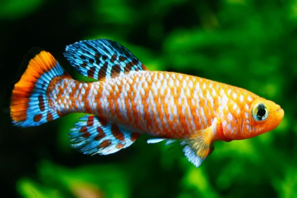 Um peixe que envelhece em meses revela como os rins envelhecem