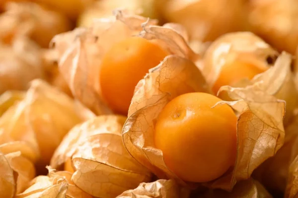Esta fruta selvagem está recebendo uma reformulação com CRISPR