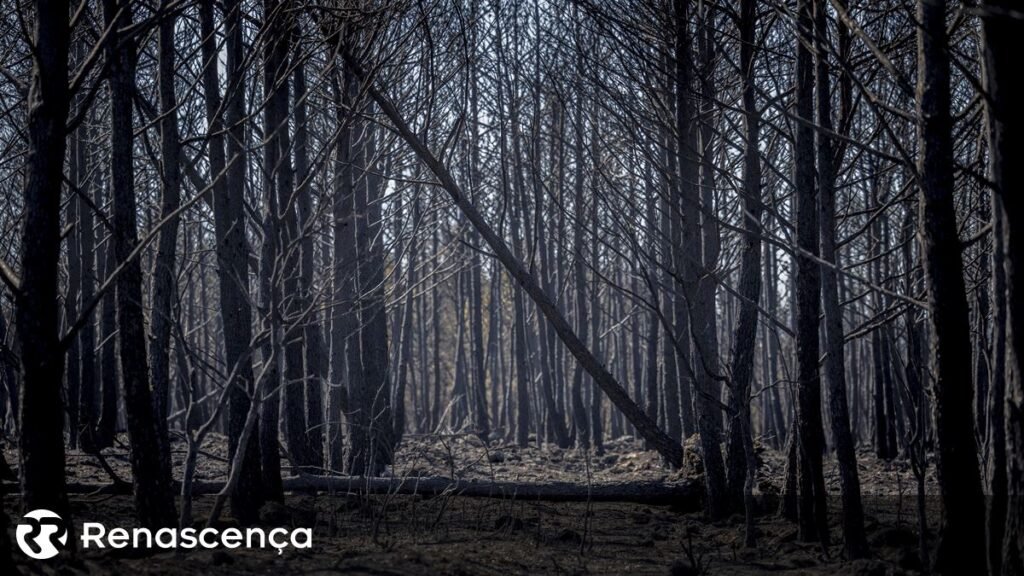 Sete suspeitos em suposta irregularidade de 3,6 milhões com verbas comunitárias na Madeira