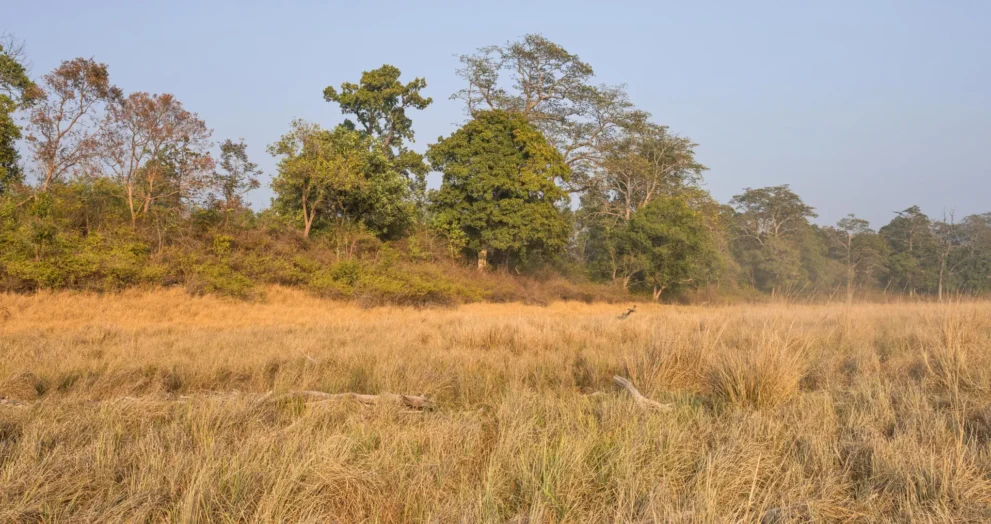 Poemas indianos de 750 anos revelam uma paisagem que os cientistas erraram