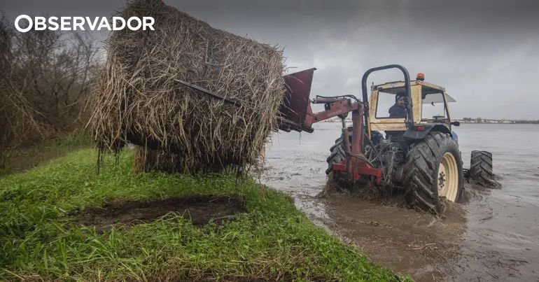 Chega questiona Governo sobre apoio aos produtores pecuários