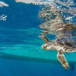 Experiência Mostra Que Não Há Favoritos no Futsal