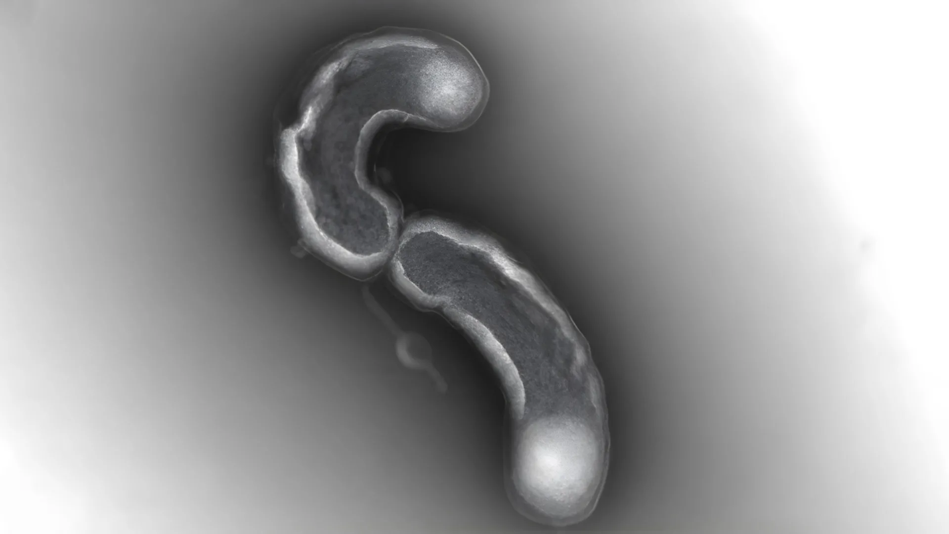 Uma das formas de vida mais abundantes da Terra tem uma falha fatal