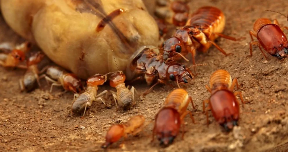 Como a perda de genes e a monogamia construíram mega sociedades de térmitas