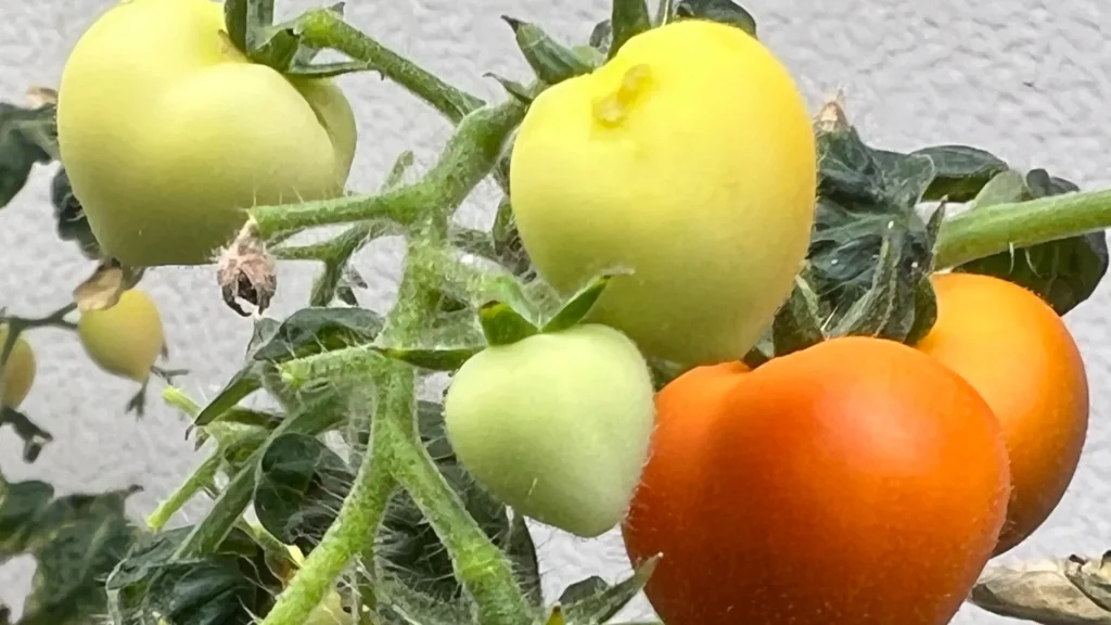 Cultivos irrigados com águas residuais armazenam medicamentos em suas folhas