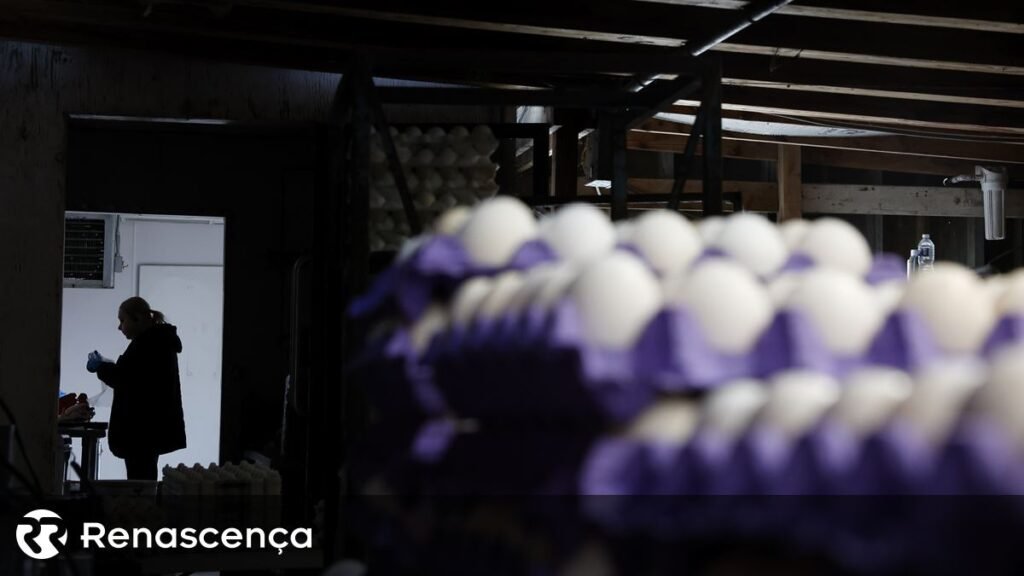 Reaparecimento da gripe aviária é identificado em Torres Vedras