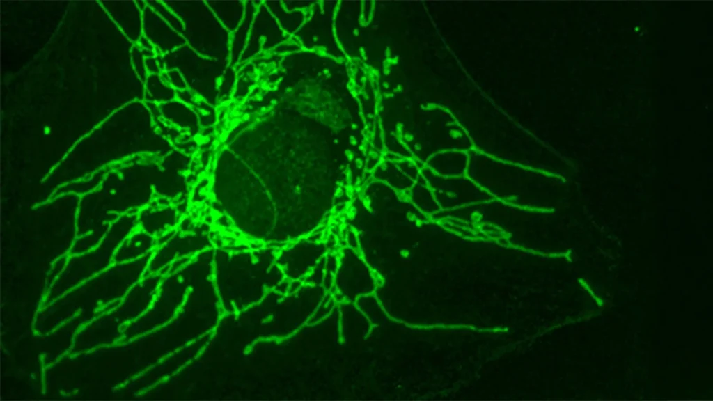 Uma molécula "espelho" pode privar células cancerosas de nutrientes sem prejudicar células saudáveis