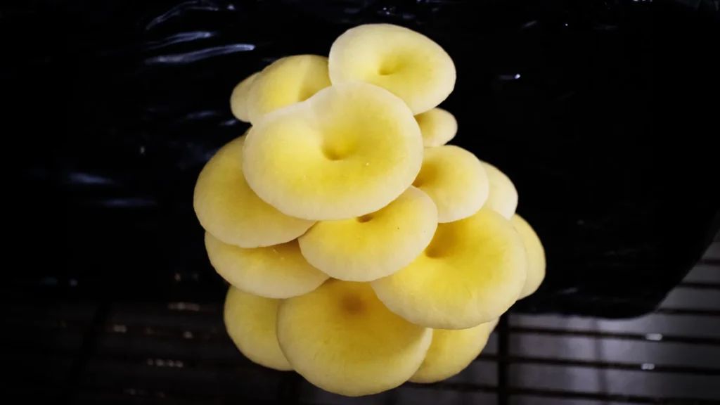 Cientistas alertam sobre cogumelos ostra dourados vendidos em mercados da Flórida
