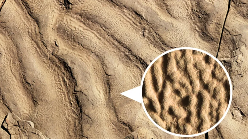 Rochas estranhas "pele de elefante" revelam vida antiga no oceano profundo