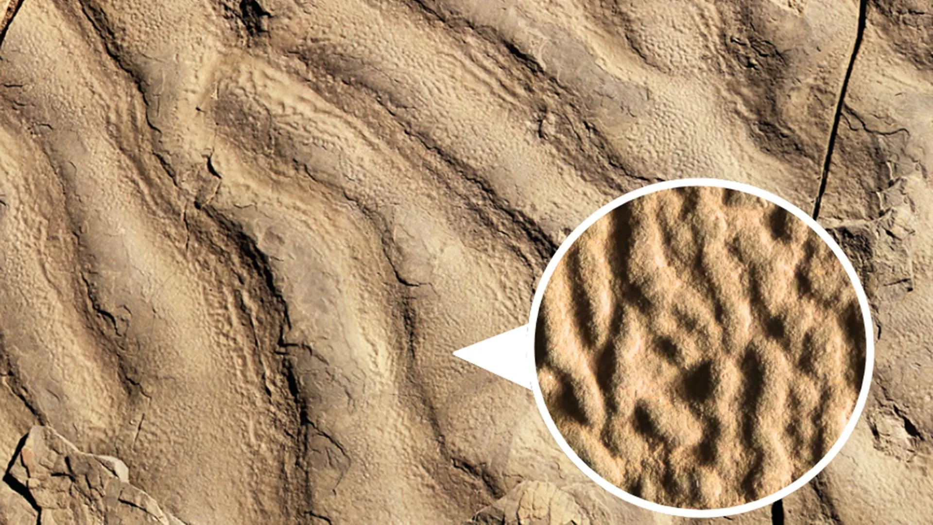 Rochas estranhas "pele de elefante" revelam vida antiga no oceano profundo