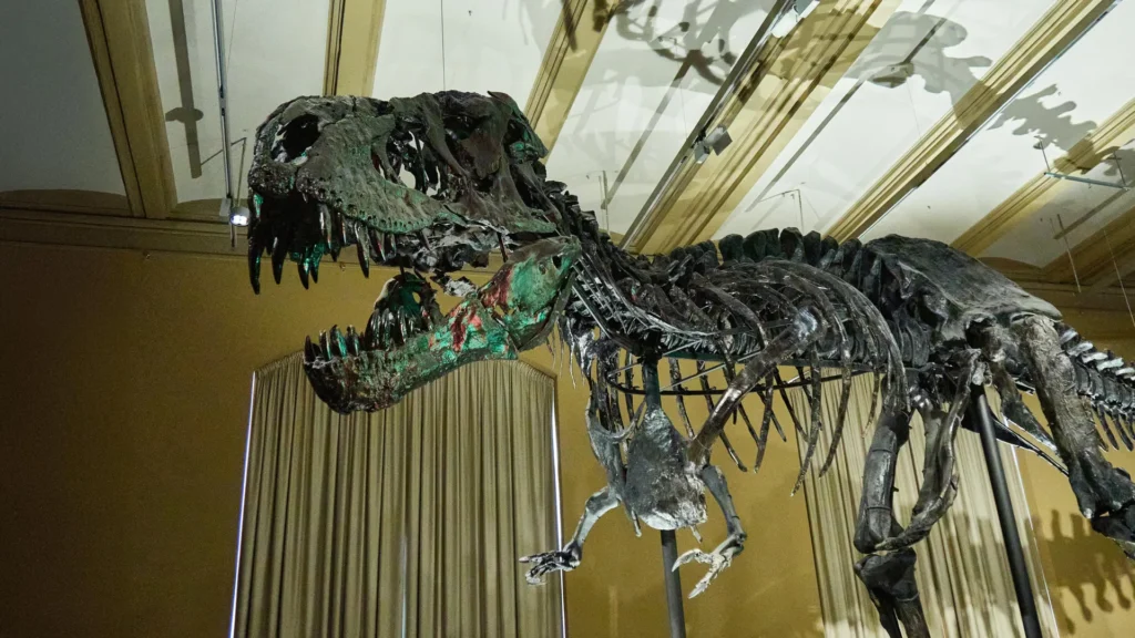 Vasos sanguíneos encontrados em ossos de T. rex estão reescrevendo a ciência dos dinossauros