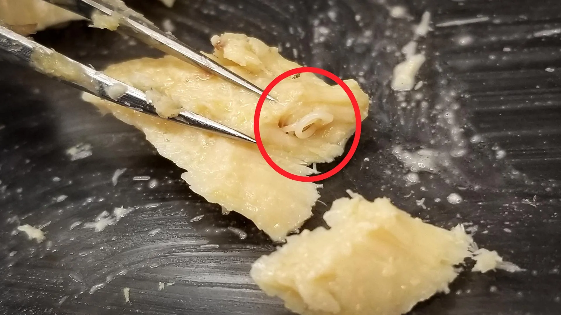 Cientistas abrem salmão de 40 anos e encontram um sinal surpreendente de recuperação do oceano