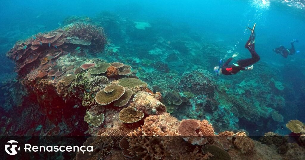 Uma catástrofe para o meio ambiente. Barreiras de corais alcançam limite climático irreversível.