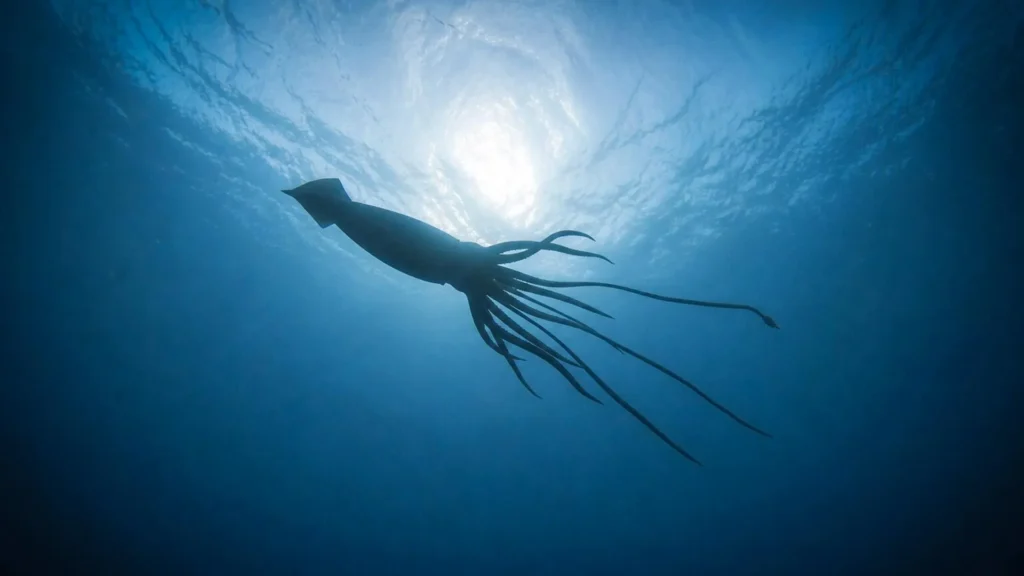 A descoberta do lula gigante revela um mundo oculto no fundo do mar na Austrália