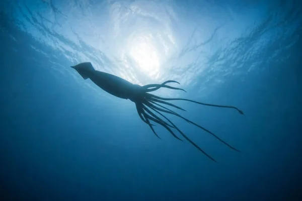A descoberta do lula gigante revela um mundo oculto no fundo do mar na Austrália
