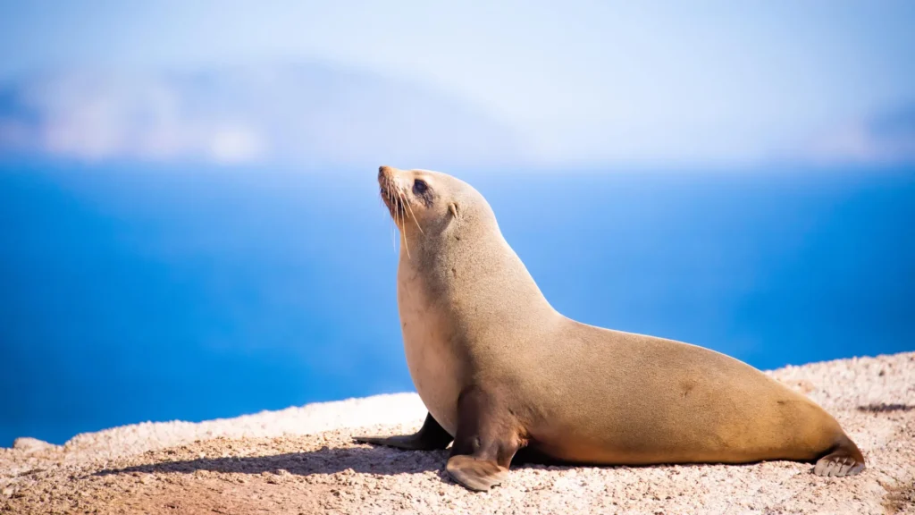 Experiência de mergulho profundo das focas: surtos cardíacos atrasados após o retorno à terra