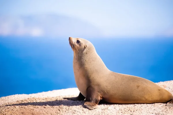 Experiência de mergulho profundo das focas: surtos cardíacos atrasados após o retorno à terra
