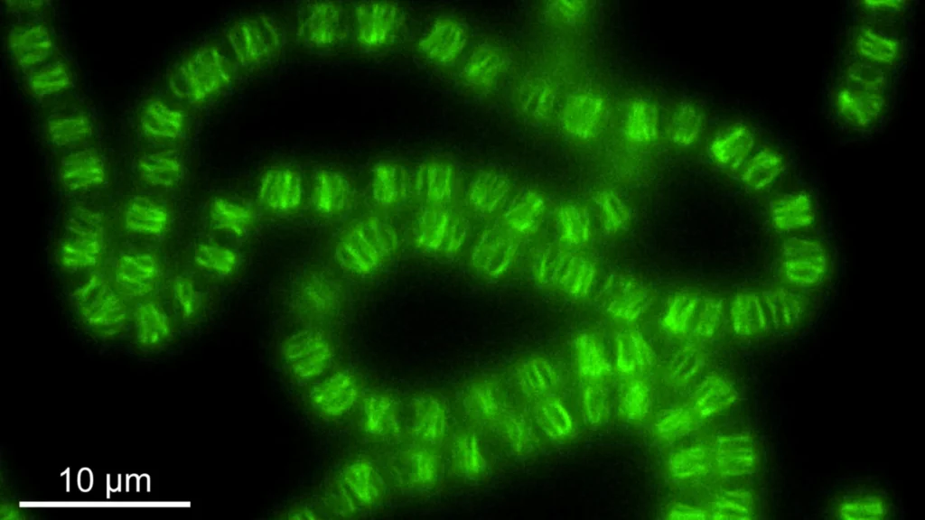 Cientistas surpresos ao descobrir que bactérias reprogramam a maquinaria do DNA para moldar células