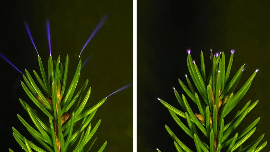 Cientistas capturam árvores brilhando com eletricidade durante tempestades