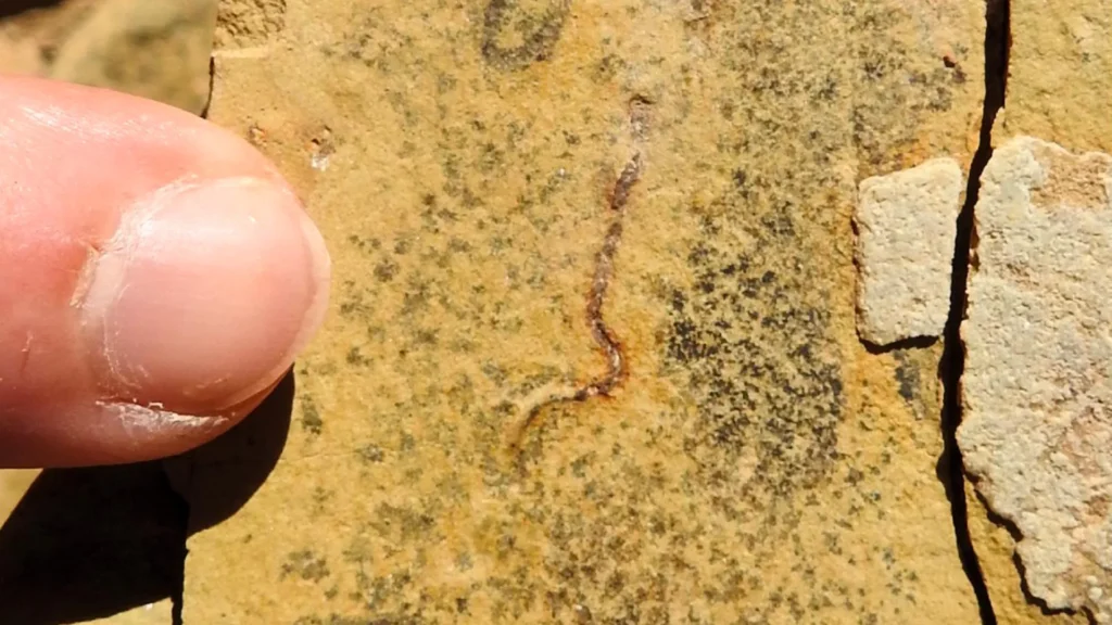 Descoberta de fósseis impressionantes desafia as origens da vida animal