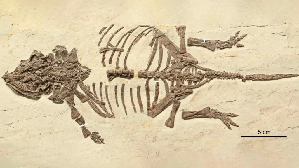 Esses pequenos fósseis de dinossauros enganaram cientistas por 20 anos