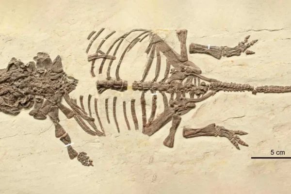Esses pequenos fósseis de dinossauros enganaram cientistas por 20 anos