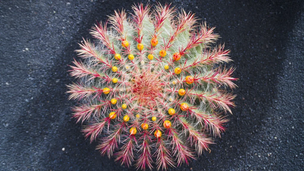 Cactos estão evoluindo de forma impressionante e cientistas acabaram de descobrir por quê
