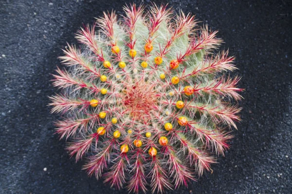 Cactos estão evoluindo de forma impressionante e cientistas acabaram de descobrir por quê