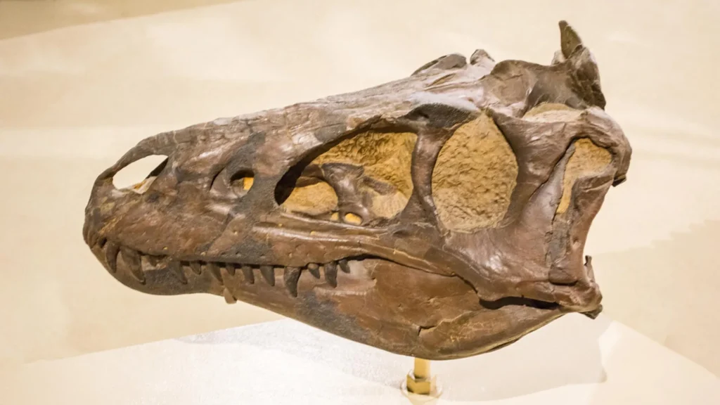 Cientistas pensavam que era um jovem T. rex. Estavam errados.
