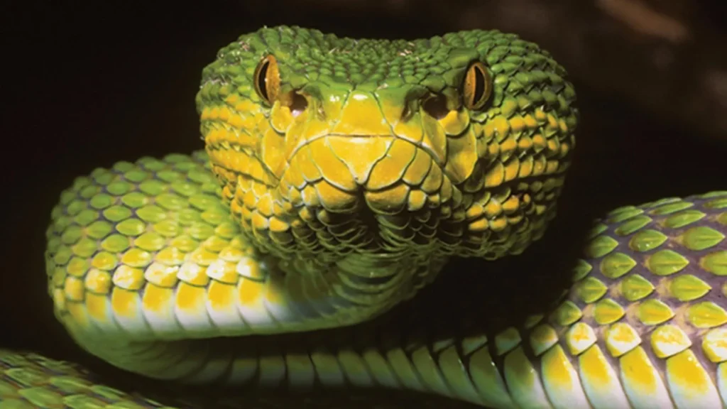 Espécie de cobra "Enigmática" em Mianmar parece ser múltiplas espécies ao mesmo tempo