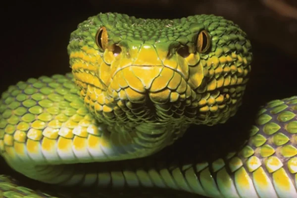 Espécie de cobra "Enigmática" em Mianmar parece ser múltiplas espécies ao mesmo tempo