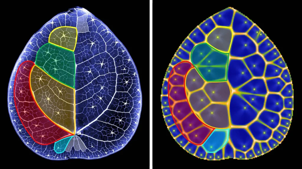 Cientistas descobrem segredo matemático escondido nas folhas da planta-da