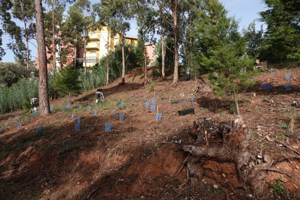 Consulta Pública: Projeto de Regulamento para a Gestão do Arvoredo em Meio Urbano