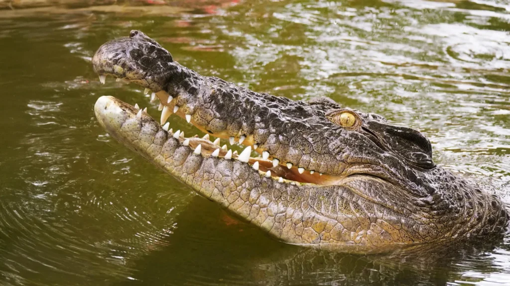 DNA resolve mistério de 250 anos dos crocodilos perdidos das Seychelles