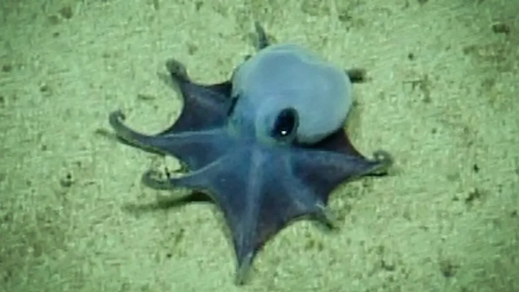 Adorável pequeno polvo azul encontrado a quase 6.000 pés abaixo das Galápagos