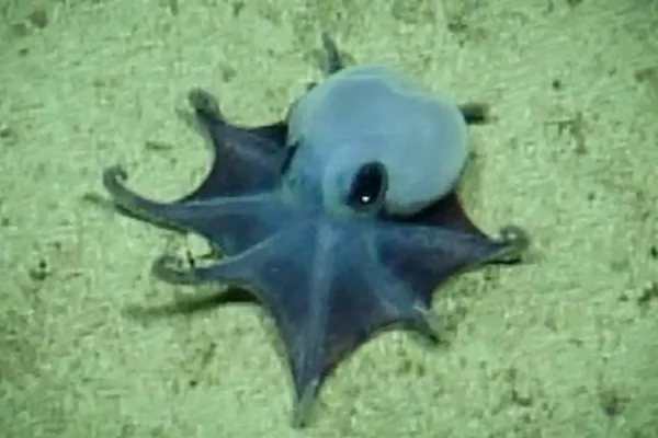 Adorável pequeno polvo azul encontrado a quase 6.000 pés abaixo das Galápagos