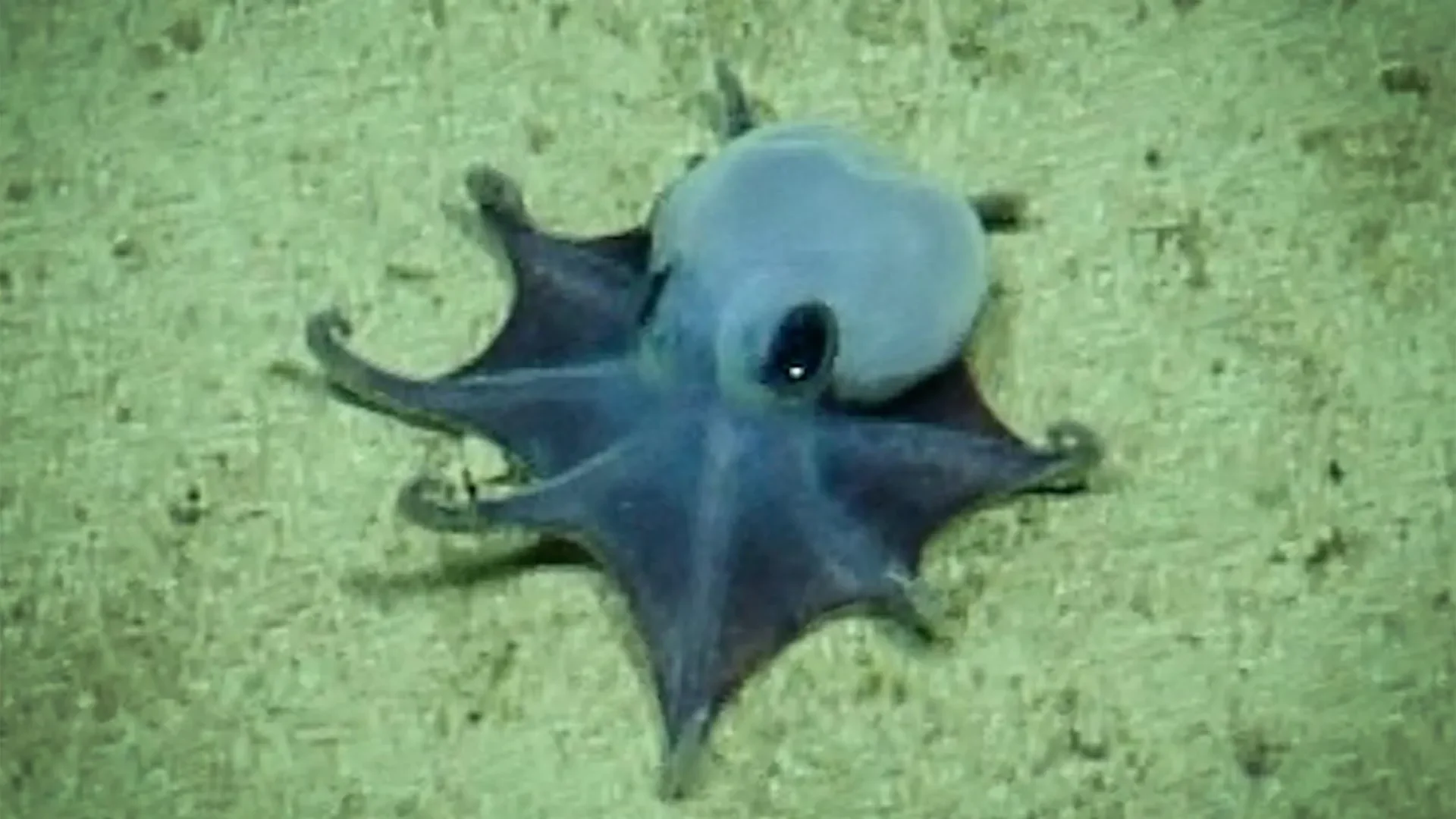 Adorável pequeno polvo azul encontrado a quase 6.000 pés abaixo das Galápagos