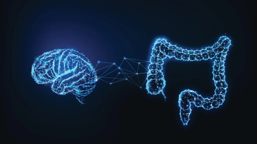 Cientistas descobrem circuito oculto intestino