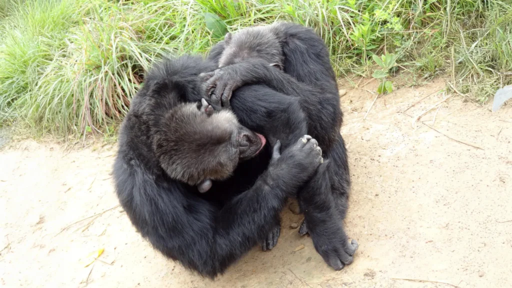Chimpanzés e bonobos têm círculos de amigos semelhantes aos humanos, revela estudo