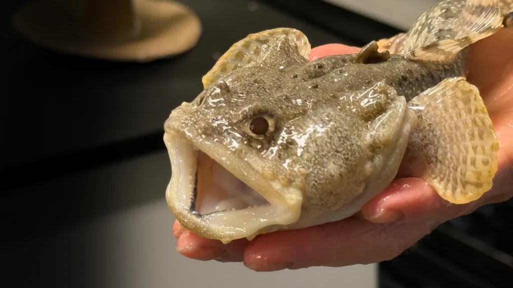 A saúde dos oceanos pode depender de um pequeno micro