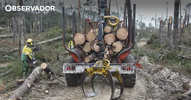 Prazo para limpeza de terrenos termina na terça