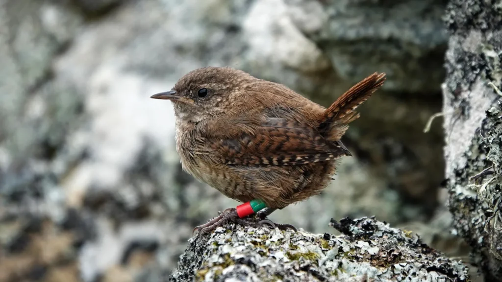Os wrens escoceses podem estar evoluindo para novas espécies através do gigantismo insular