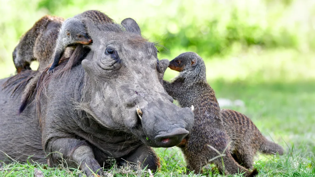 A linguagem secreta por trás da cooperação animal