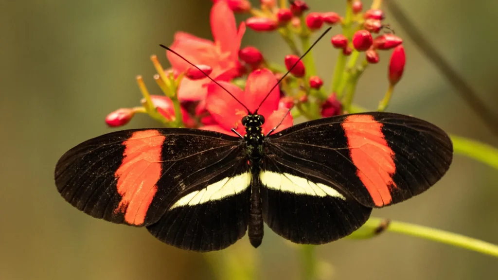 A Borboleta que Envelhece Leste Pouco Pode Ajudar a Desvendar os Segredos da Longevidade