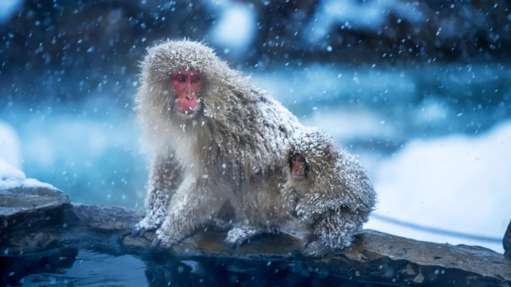 Os primeiros primatas podem ter evoluído no frio, não nos trópicos.