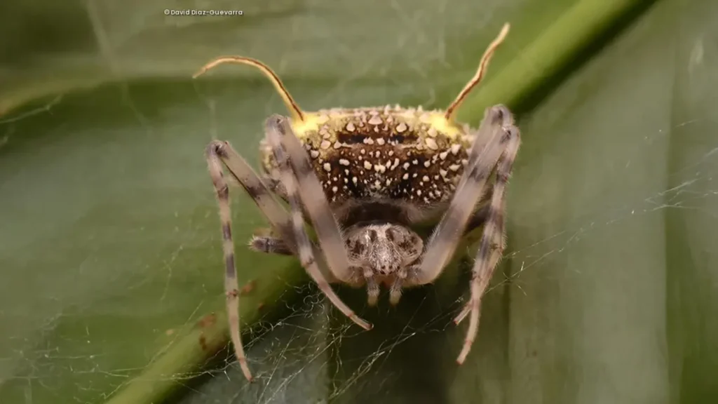 Cientistas descobrem aranha que se disfarça como um fungo parasita
