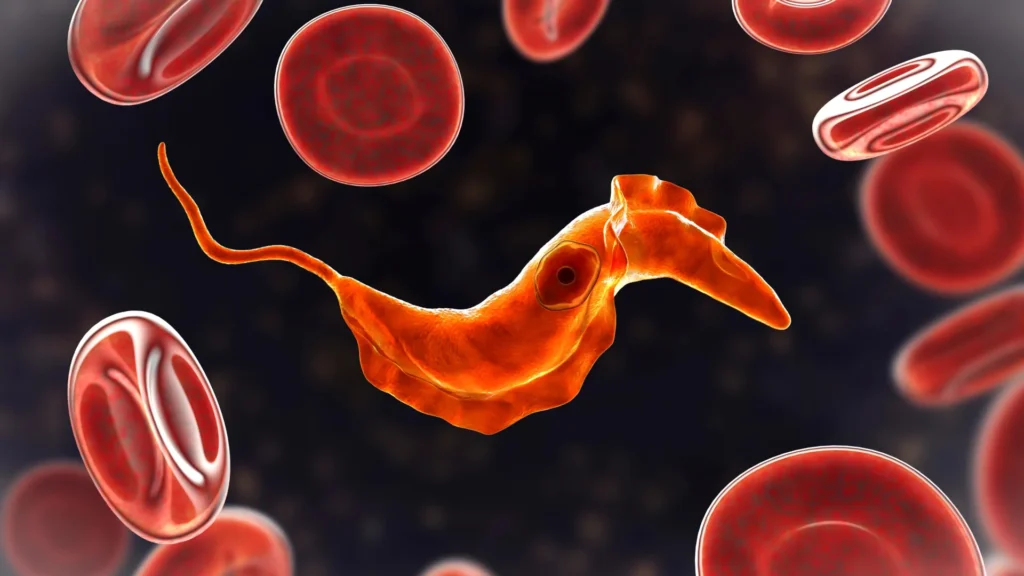 Cientistas descobrem que ancestrais unicelulares antigos ainda vivem no seu sangue